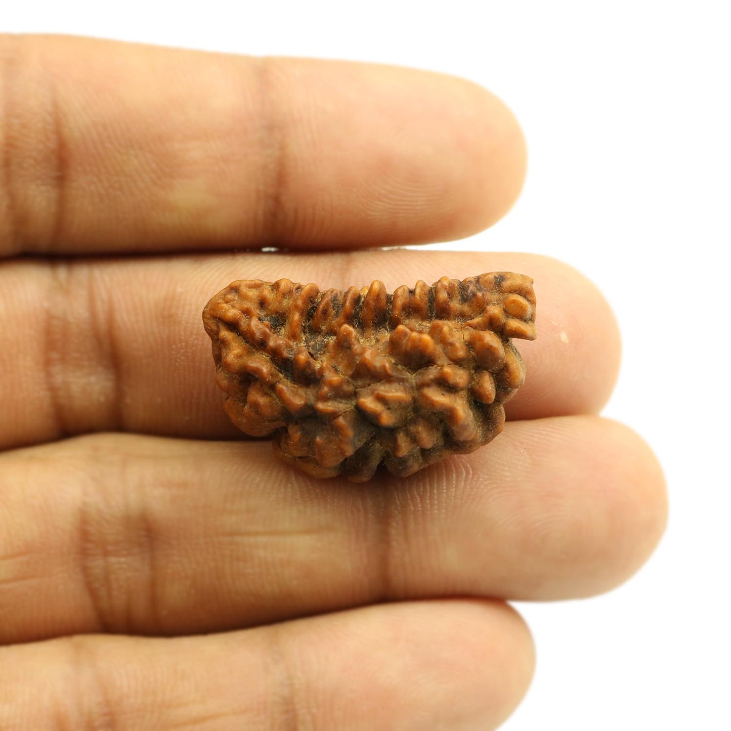 1 Mukhi Rudraksha 30.43 MM