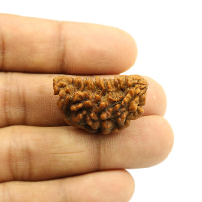 1 Mukhi Rudraksha 30.43 MM