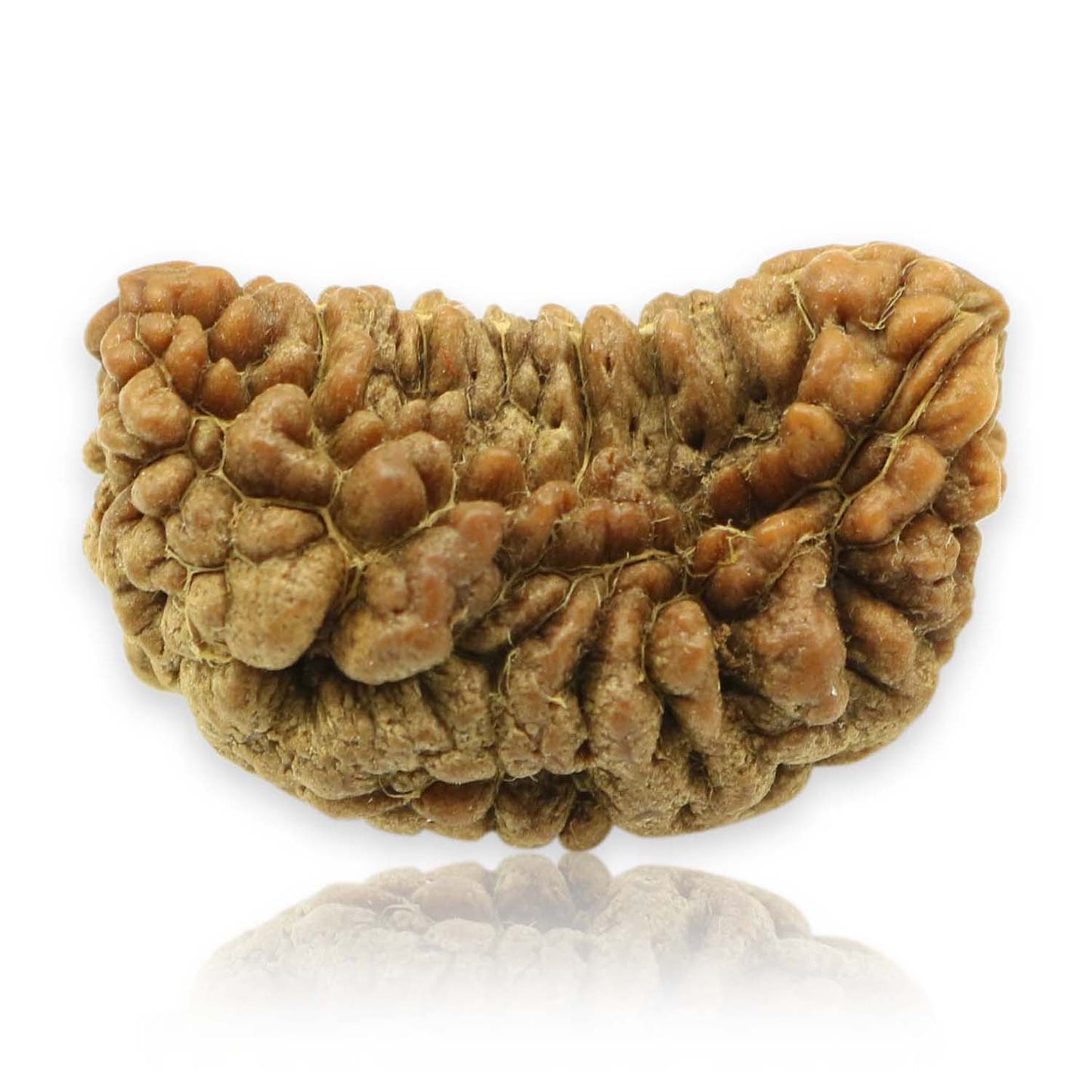 1 Mukhi Rudraksha 29.52 MM