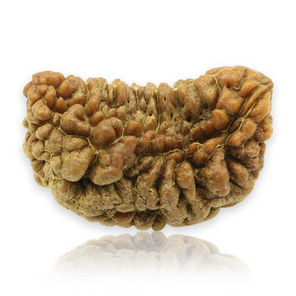 1 Mukhi Rudraksha 29.52 MM