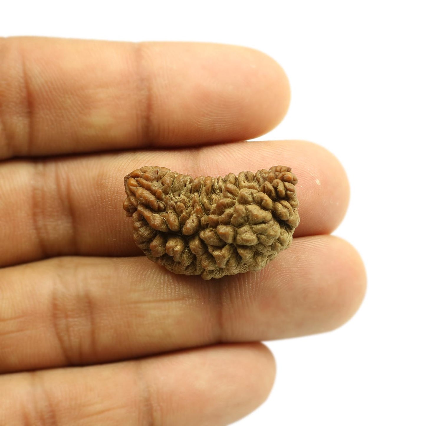 1 Mukhi Rudraksha 29.52 MM