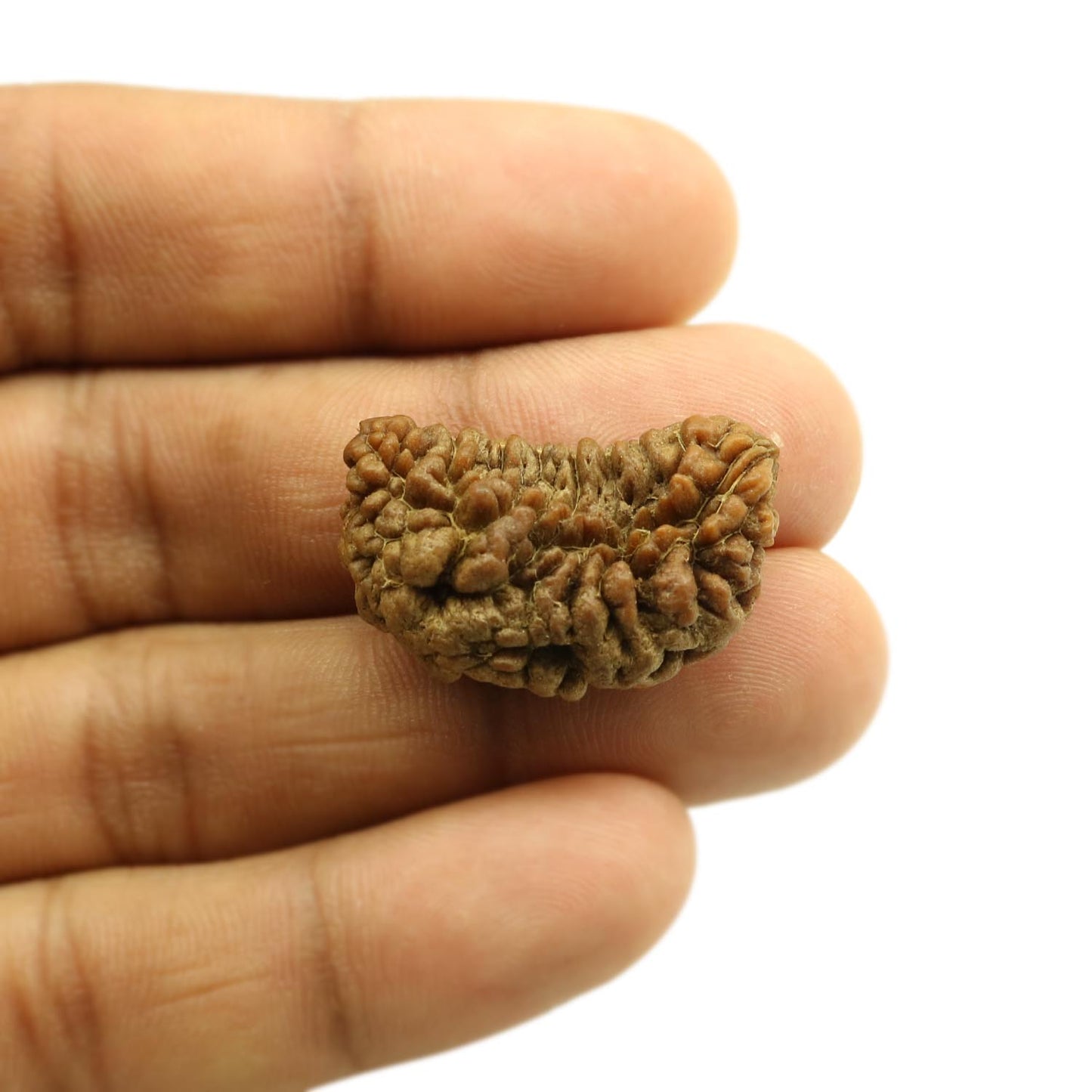 1 Mukhi Rudraksha 29.52 MM
