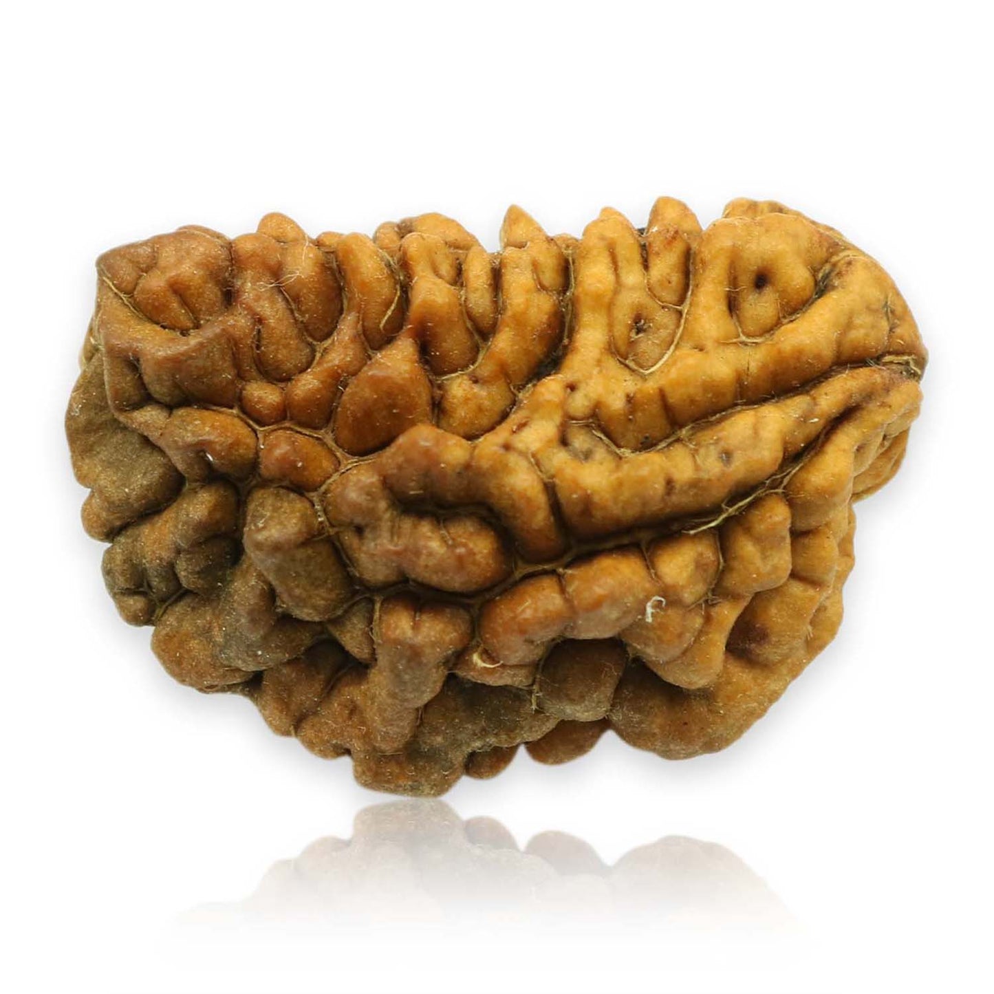 1 Mukhi Rudraksha 29.07 MM