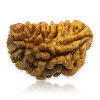 1 Mukhi Rudraksha 29.07 MM
