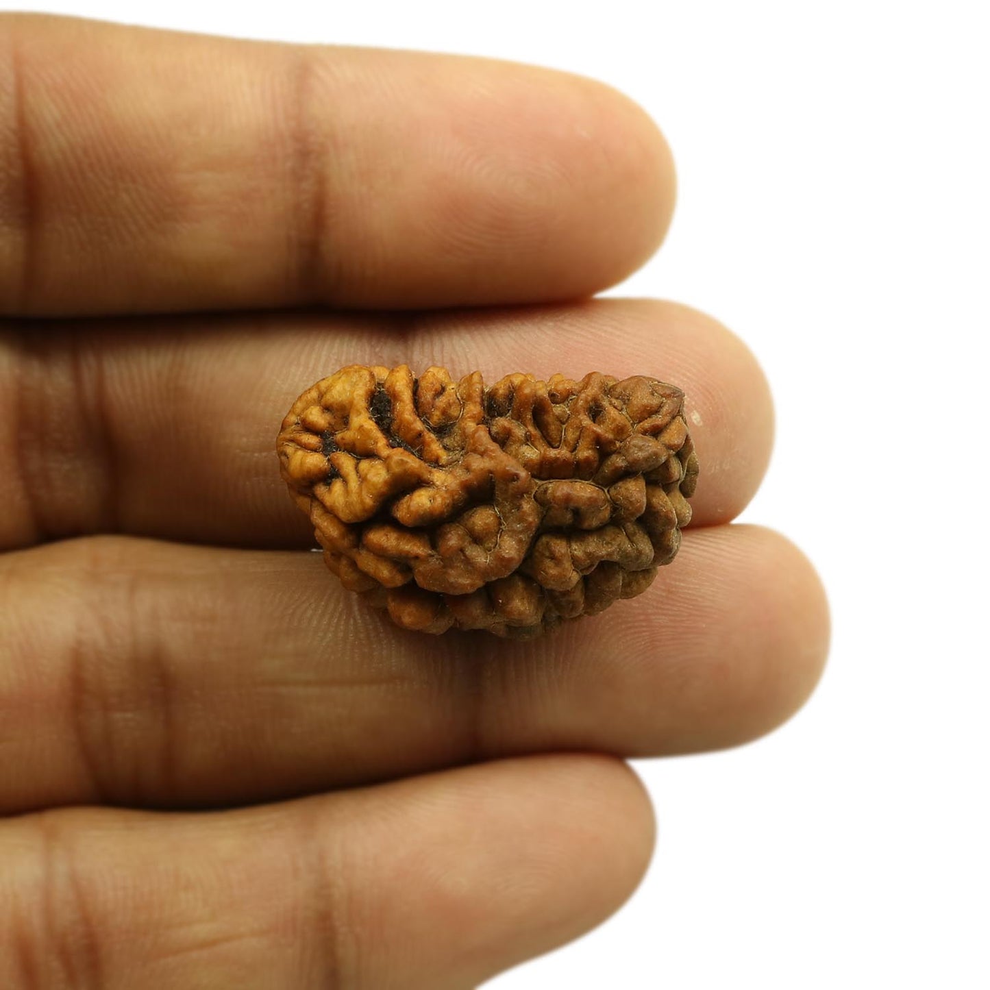 1 Mukhi Rudraksha 29.07 MM