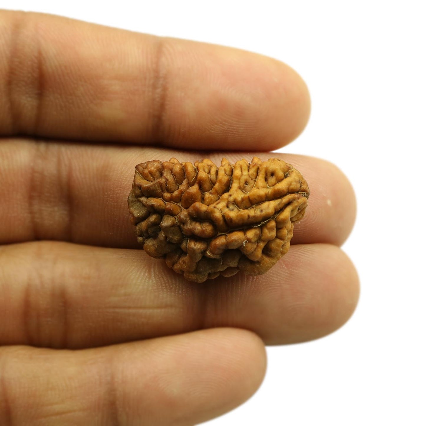 1 Mukhi Rudraksha 29.07 MM