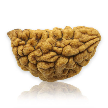 1 Mukhi Rudraksha 30.4 MM