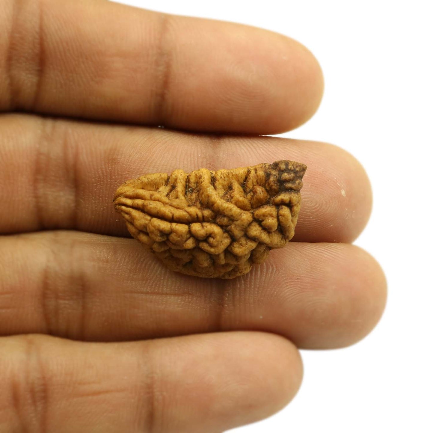 1 Mukhi Rudraksha 30.4 MM