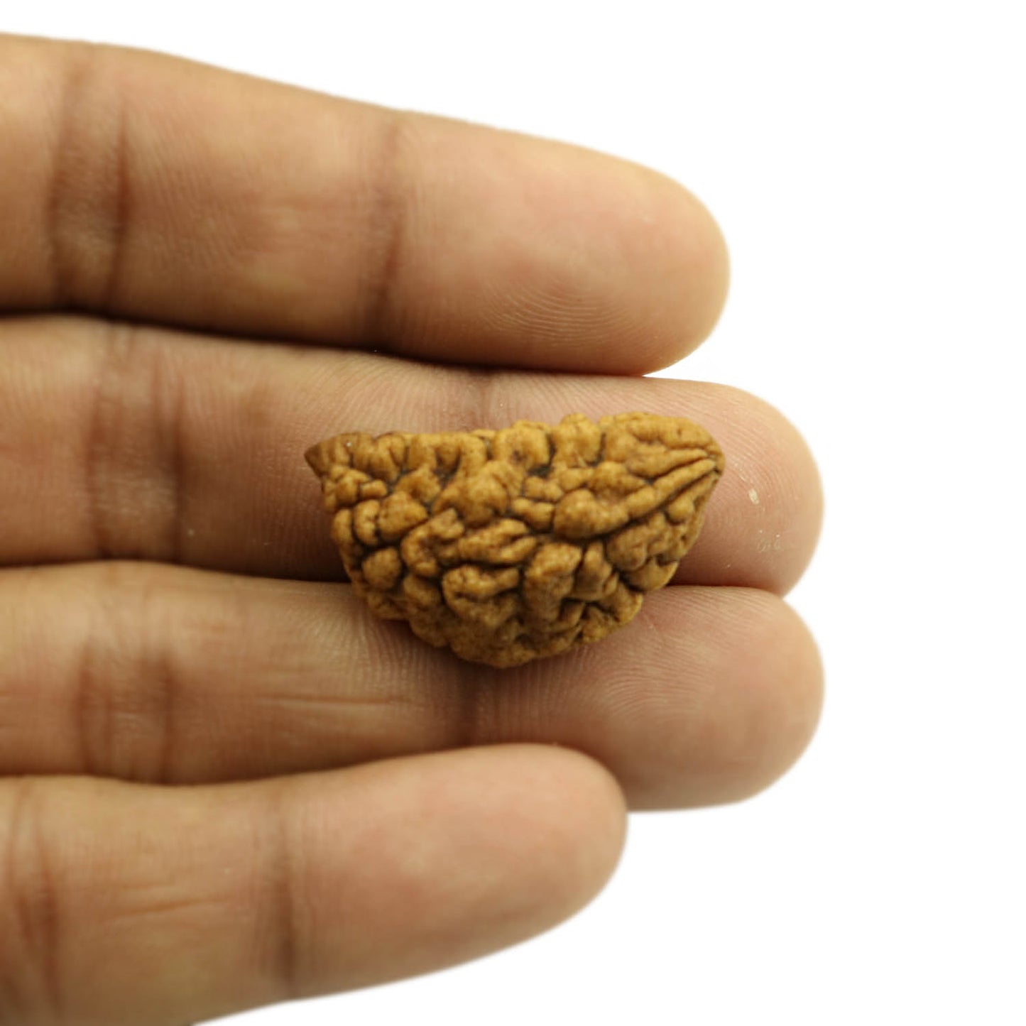 1 Mukhi Rudraksha 30.4 MM