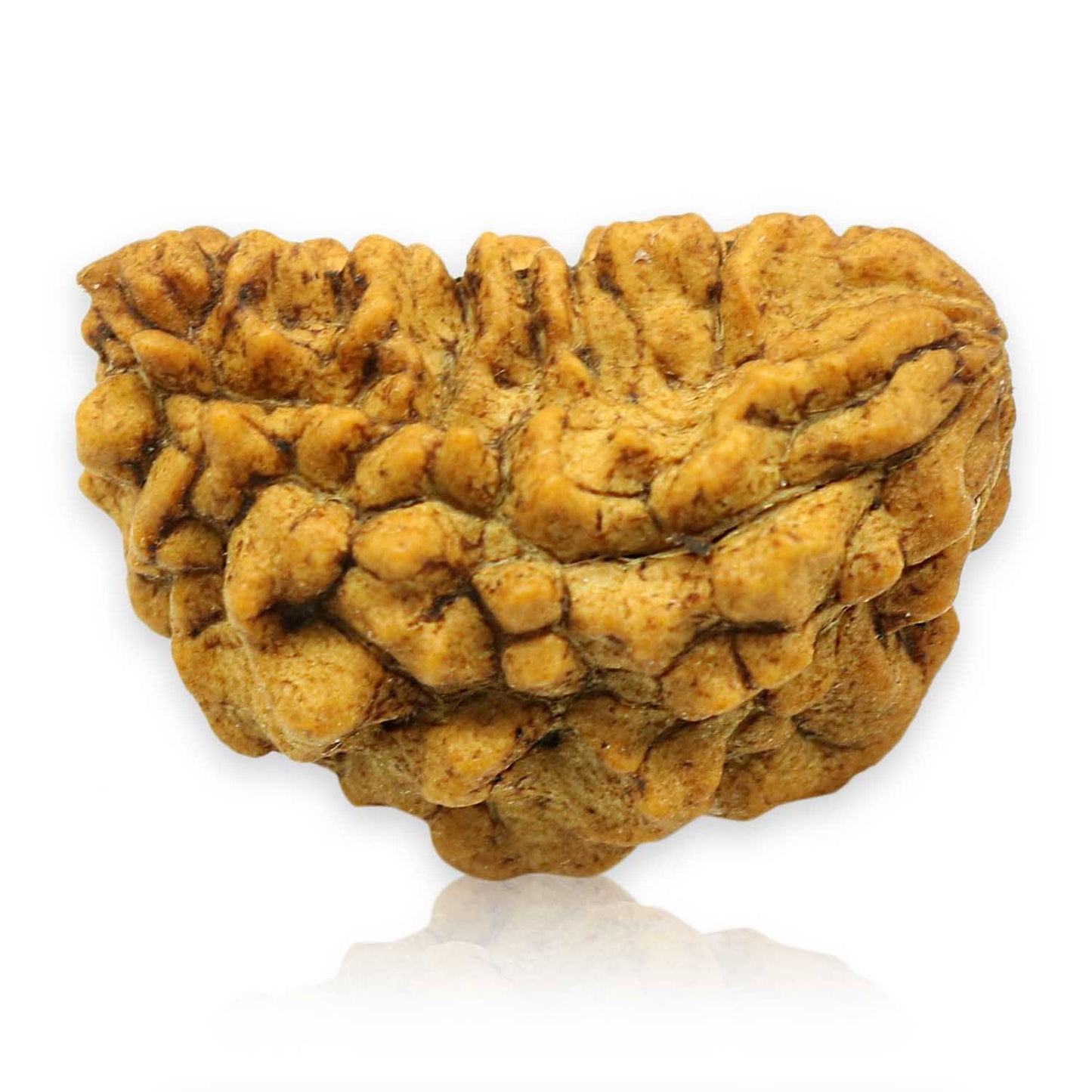 1 Mukhi Rudraksha 26.73 MM