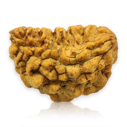 1 Mukhi Rudraksha 26.73 MM