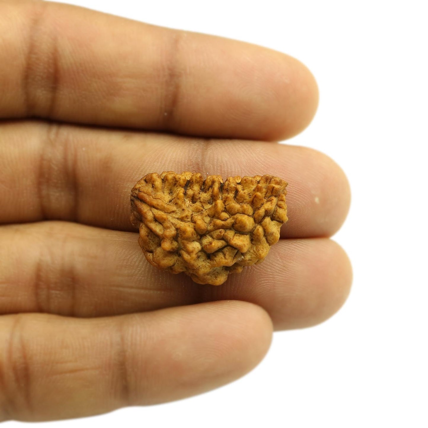 1 Mukhi Rudraksha 26.73 MM