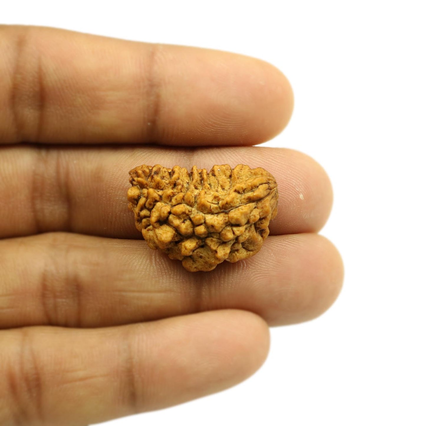 1 Mukhi Rudraksha 26.73 MM