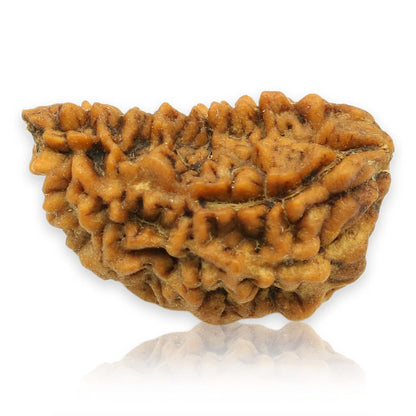 1 Mukhi Rudraksha 26.2 MM