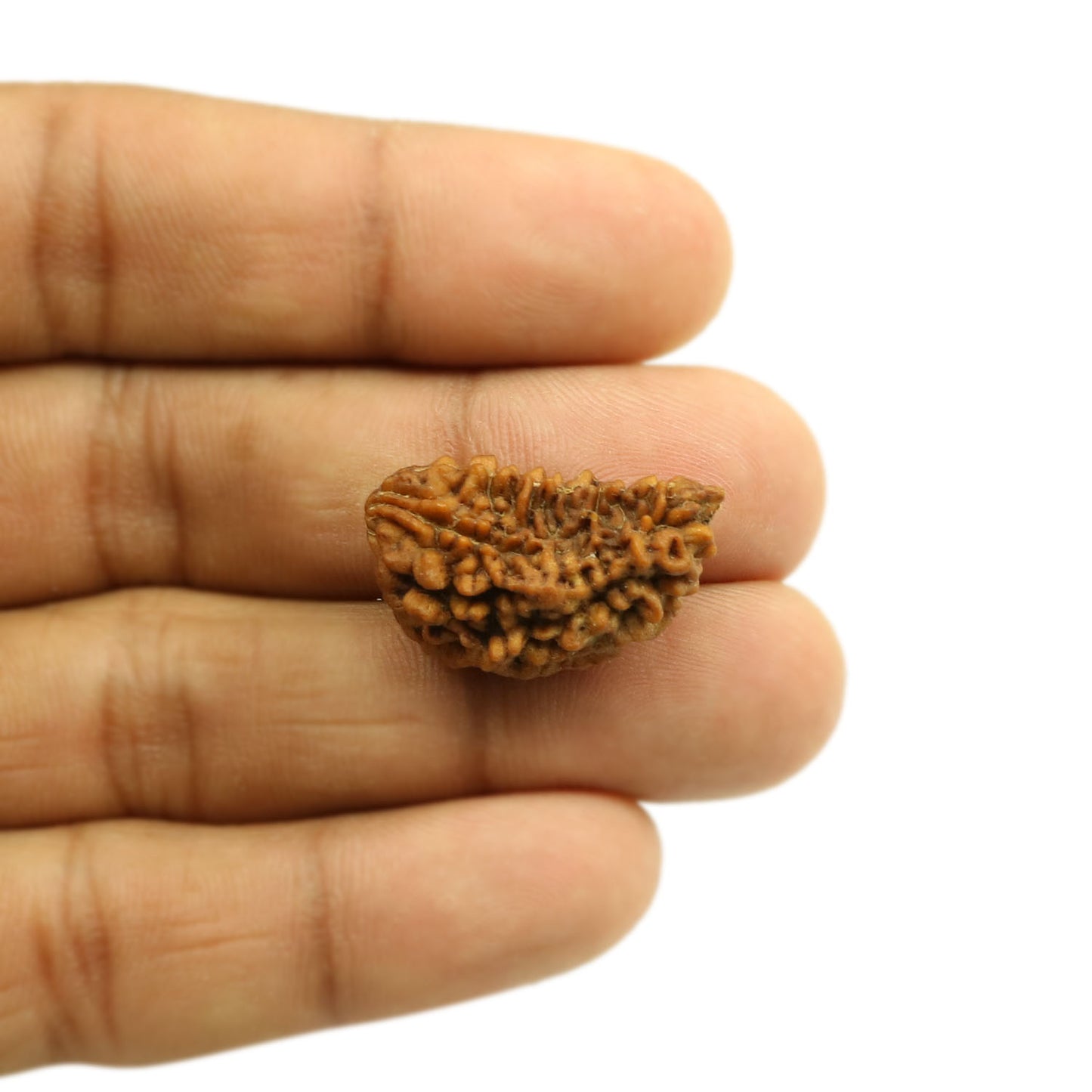 1 Mukhi Rudraksha 26.2 MM