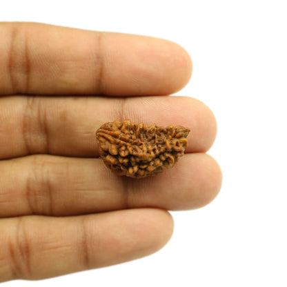 1 Mukhi Rudraksha 26.2 MM