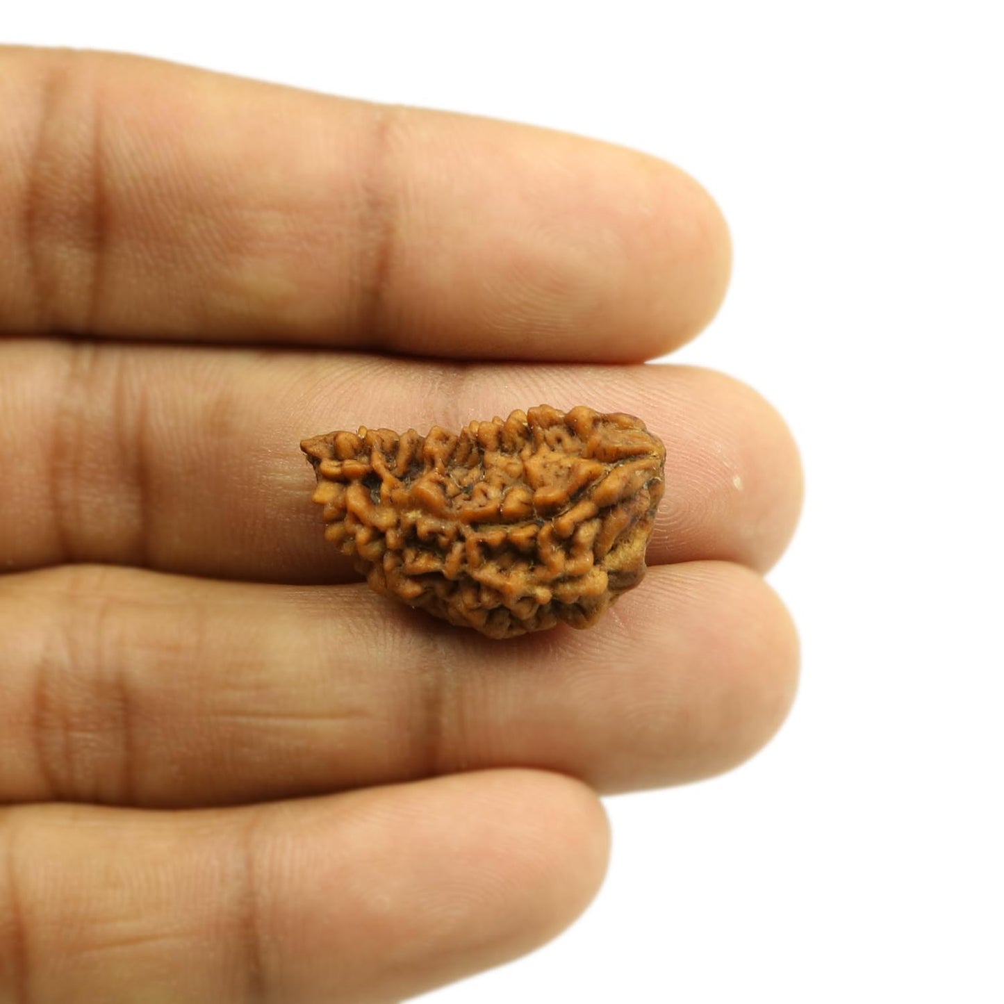 1 Mukhi Rudraksha 26.2 MM