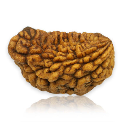 1 Mukhi Rudraksha 29.12 MM
