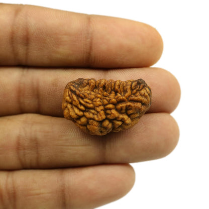 1 Mukhi Rudraksha 29.12 MM