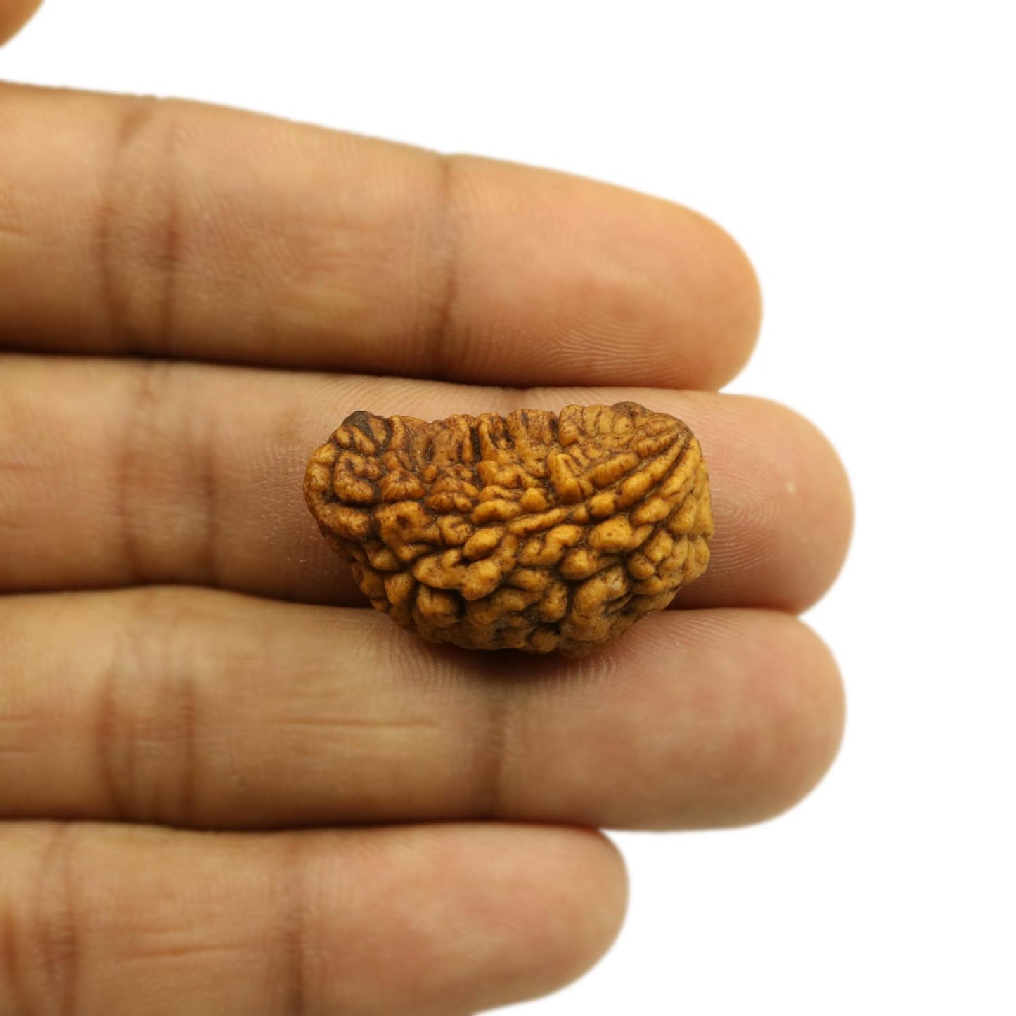 1 Mukhi Rudraksha 29.12 MM