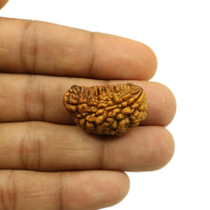 1 Mukhi Rudraksha 29.12 MM