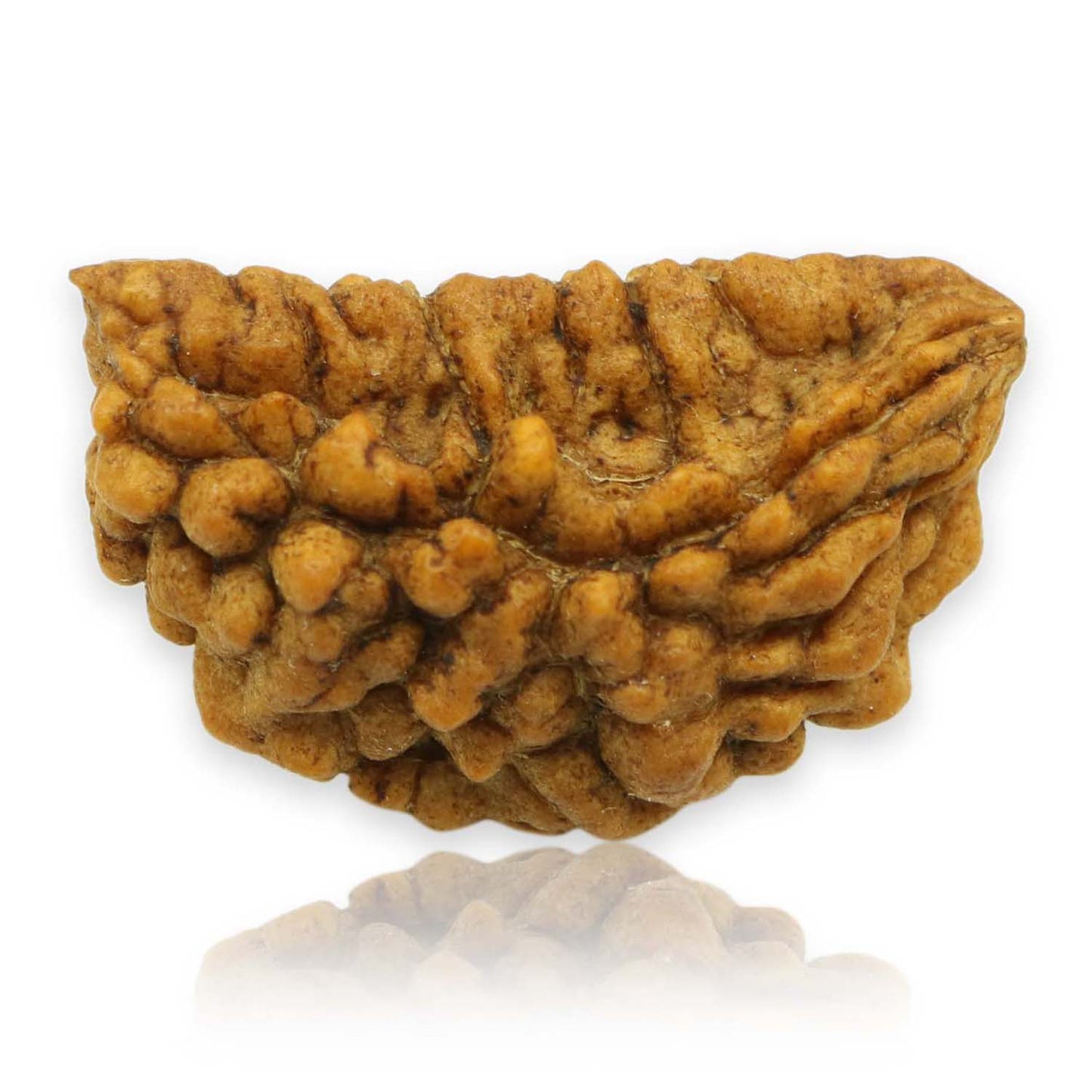 1 Mukhi Rudraksha 28.67 MM