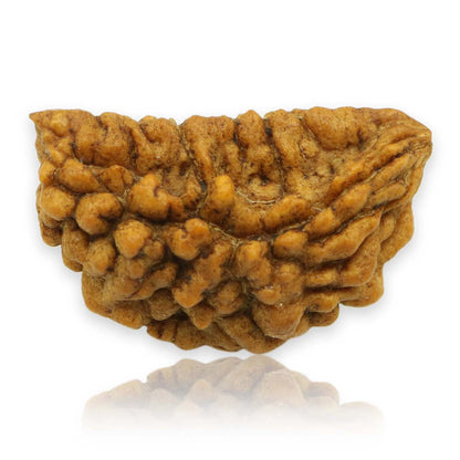 1 Mukhi Rudraksha 28.67 MM