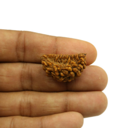 1 Mukhi Rudraksha 28.67 MM