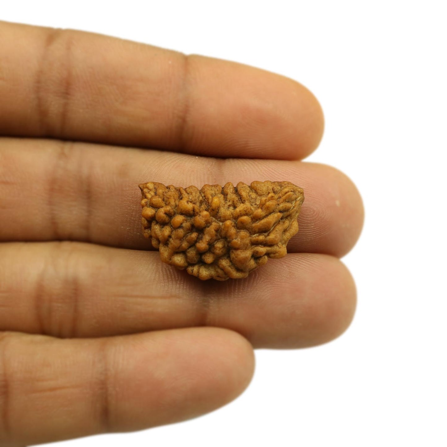 1 Mukhi Rudraksha 28.67 MM