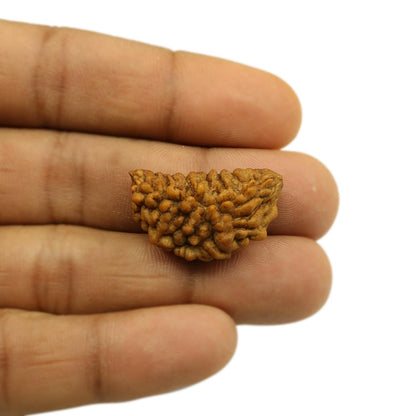 1 Mukhi Rudraksha 28.67 MM