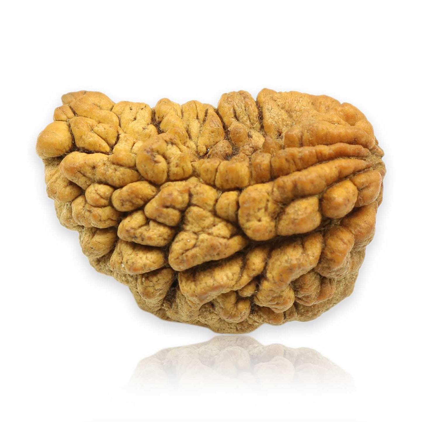 1 Mukhi Rudraksha 31.37 MM