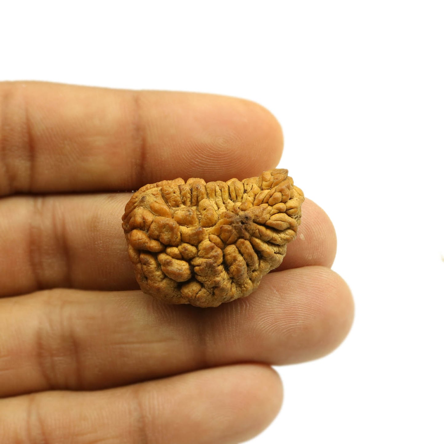 1 Mukhi Rudraksha 31.37 MM
