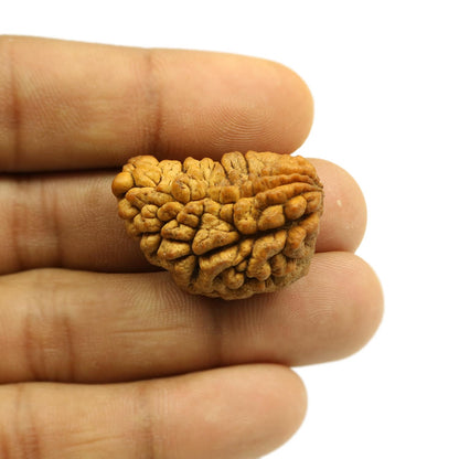 1 Mukhi Rudraksha 31.37 MM