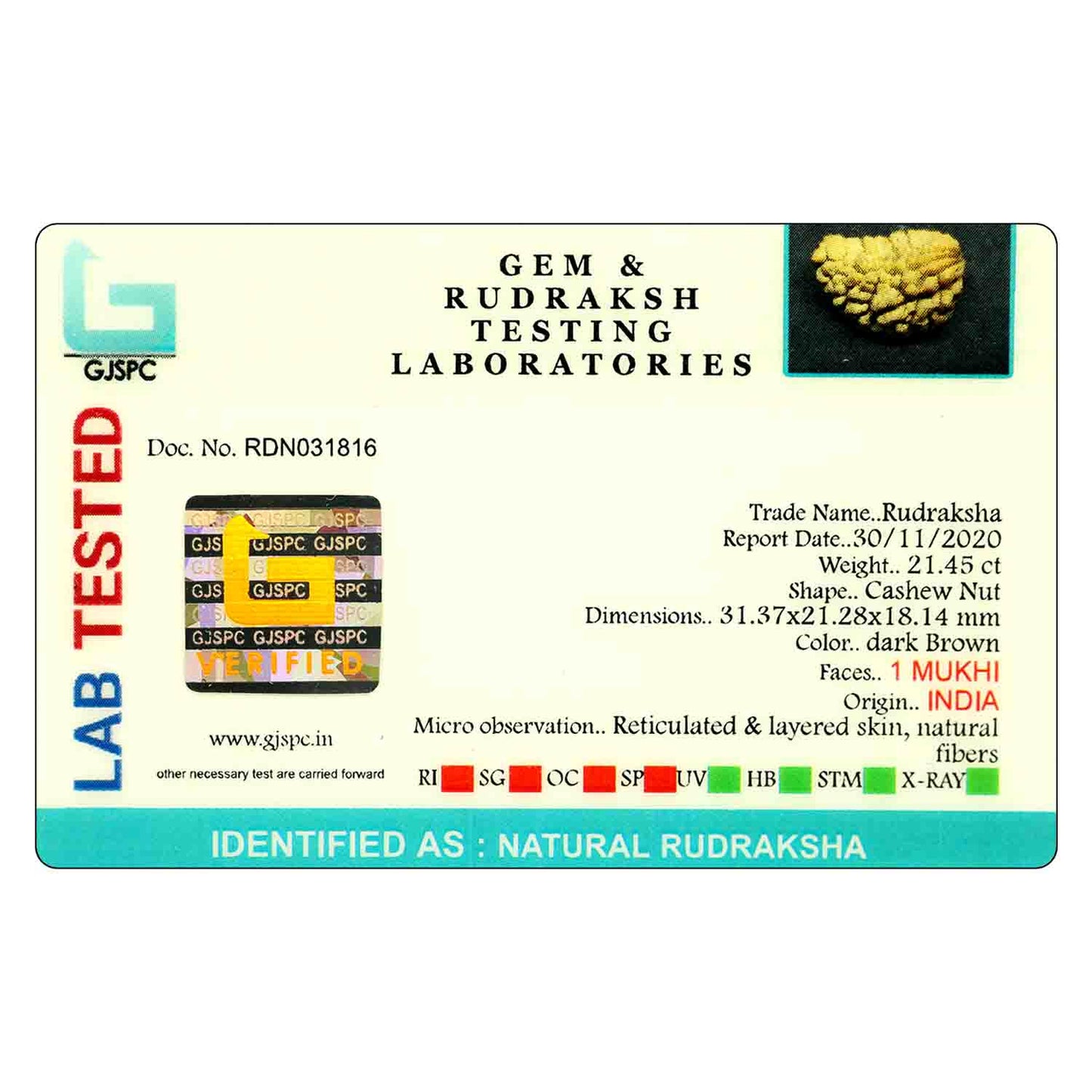 1 Mukhi Rudraksha 31.37 MM