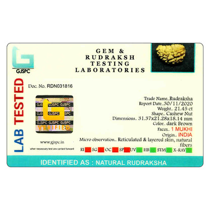1 Mukhi Rudraksha 31.37 MM