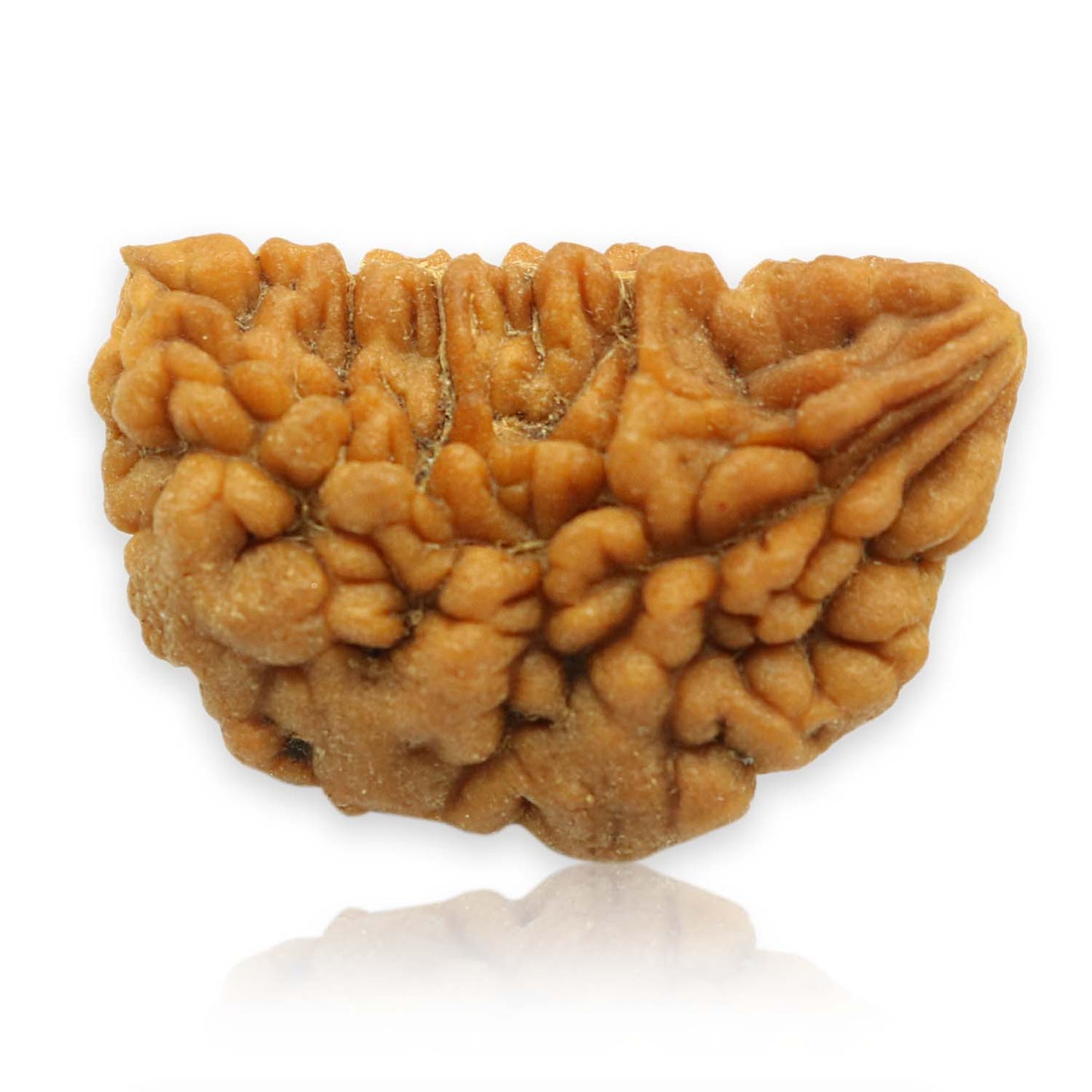 1 Mukhi Rudraksha 28.78 MM
