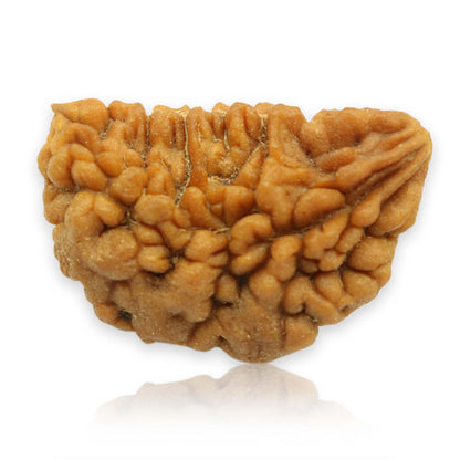 1 Mukhi Rudraksha 28.78 MM