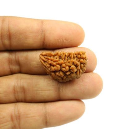 1 Mukhi Rudraksha 28.78 MM