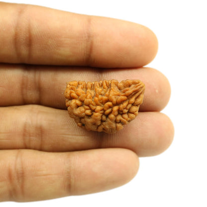 1 Mukhi Rudraksha 28.78 MM