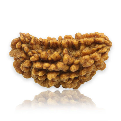 1 Mukhi Rudraksha 28.94 MM