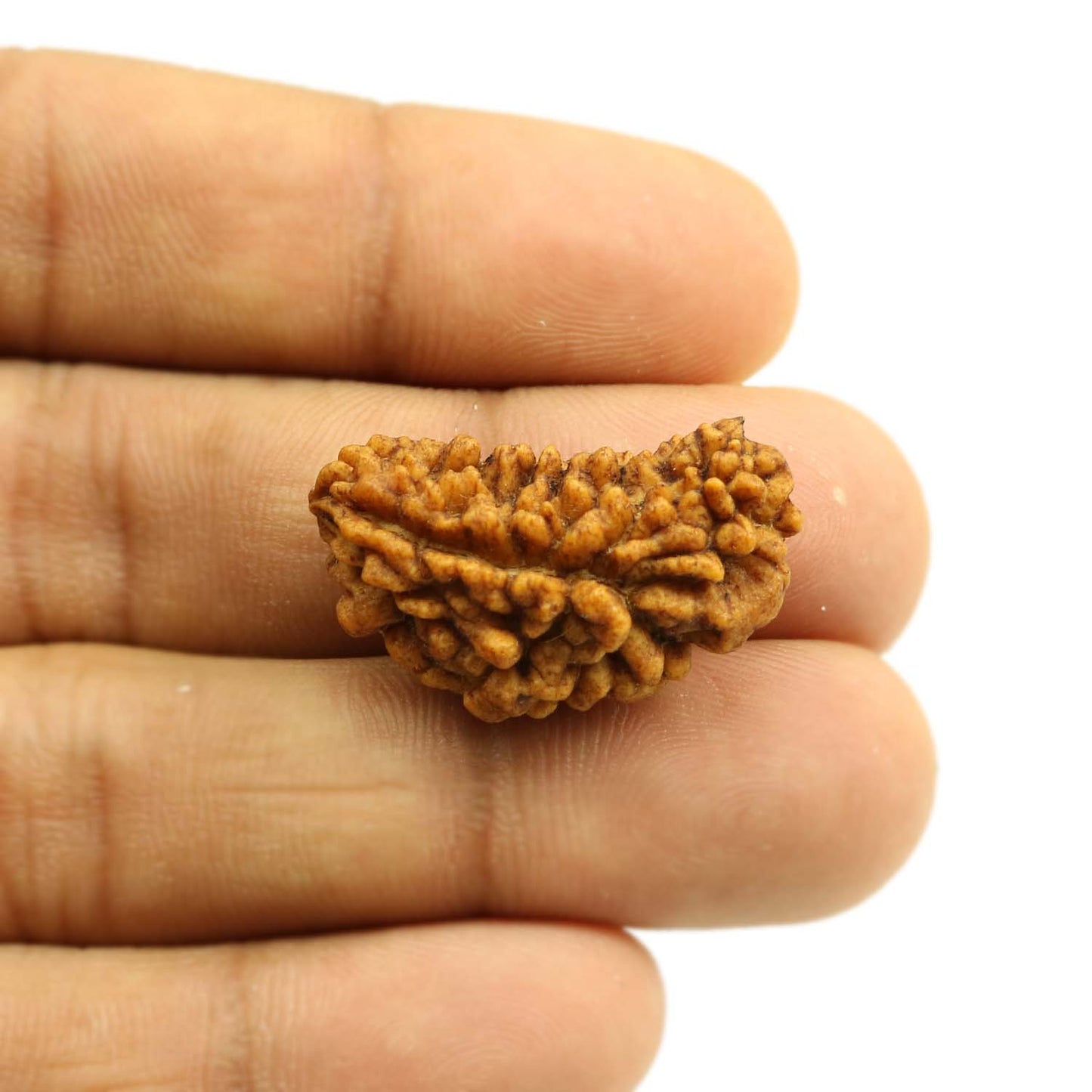 1 Mukhi Rudraksha 28.94 MM
