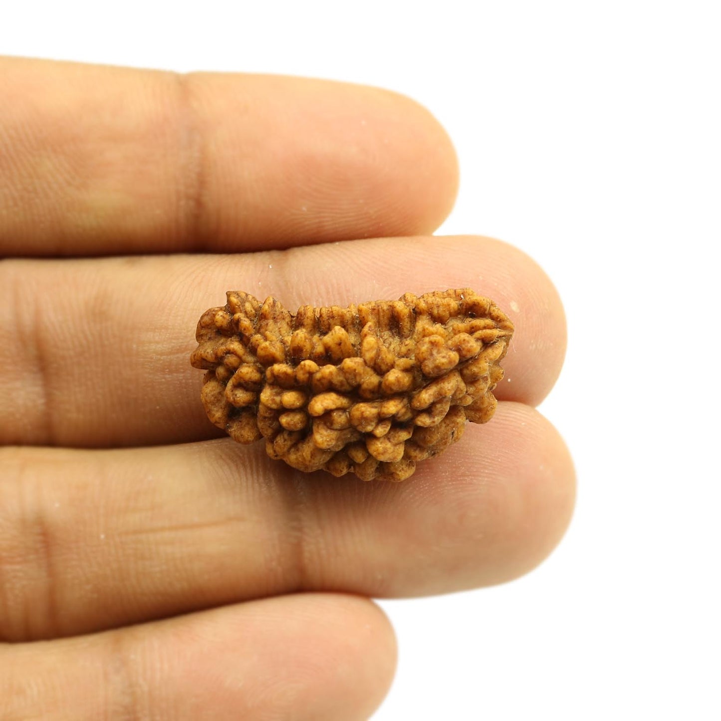 1 Mukhi Rudraksha 28.94 MM