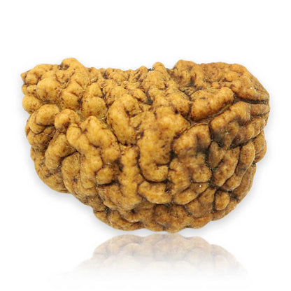 1 Mukhi Rudraksha 25.65 MM