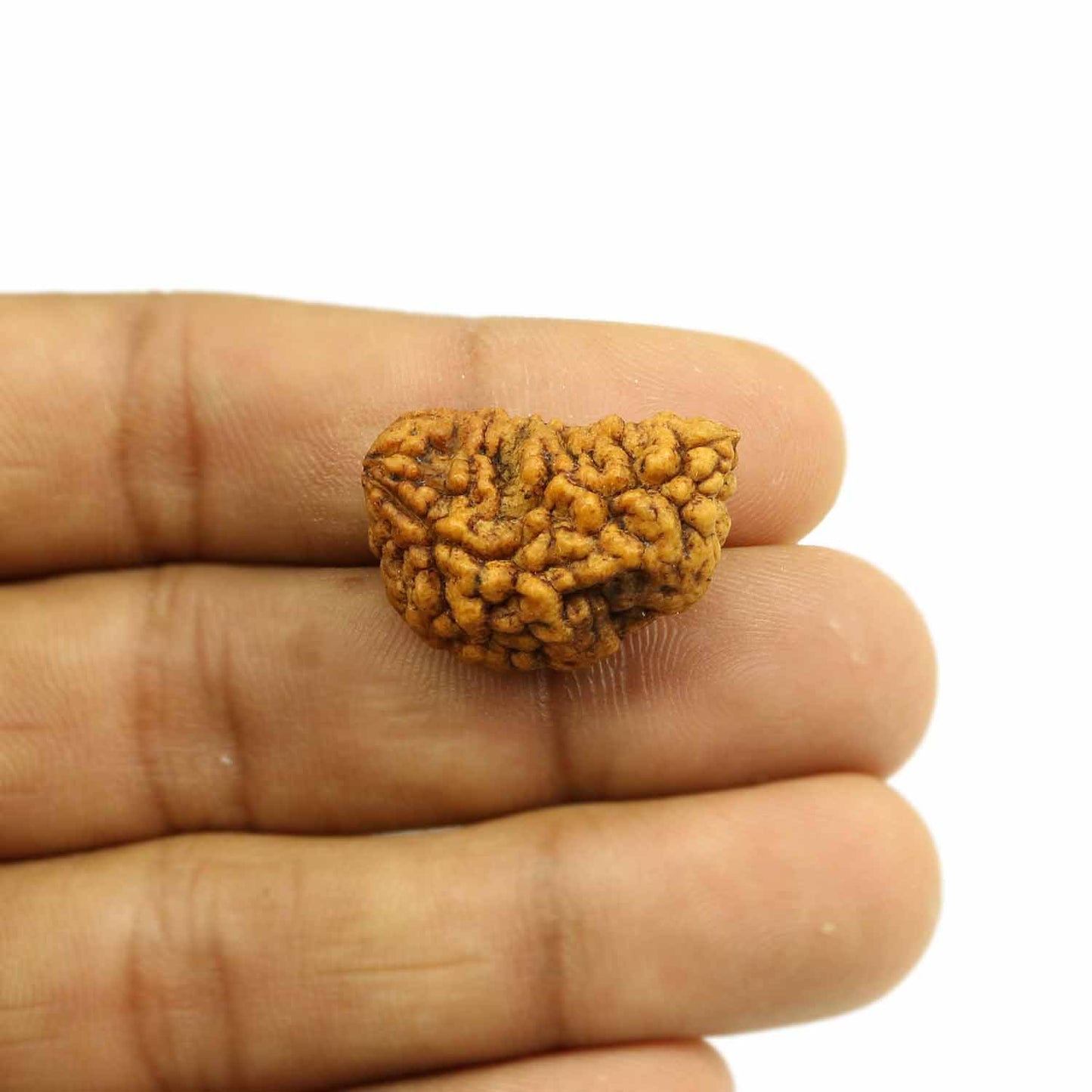 1 Mukhi Rudraksha 25.65 MM