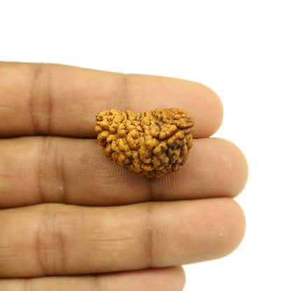 1 Mukhi Rudraksha 25.65 MM
