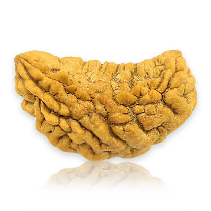 1 Mukhi Rudraksha 31 MM
