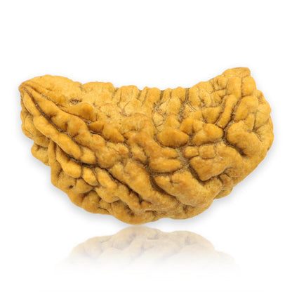 1 Mukhi Rudraksha 31 MM