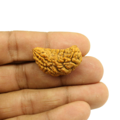 1 Mukhi Rudraksha 31 MM