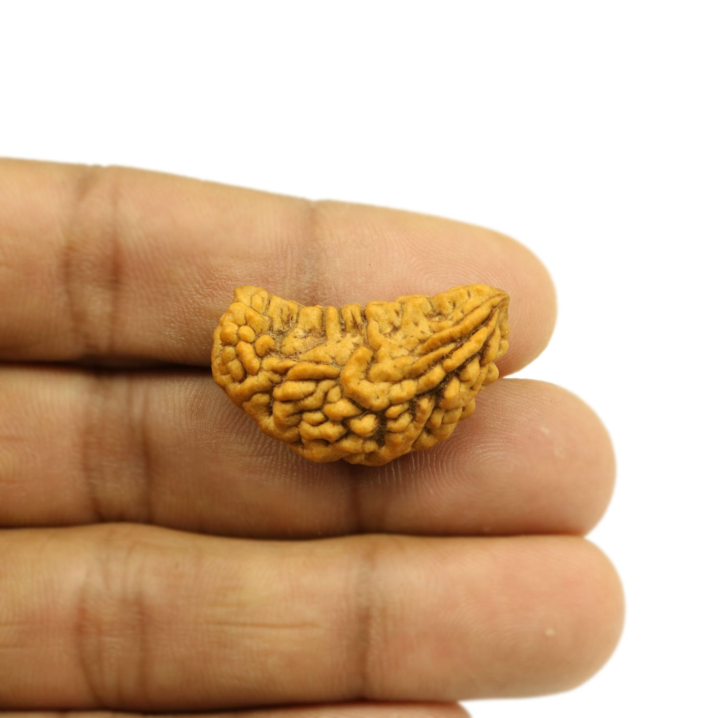 1 Mukhi Rudraksha 31 MM