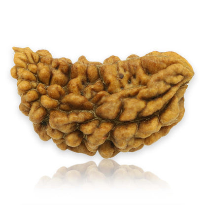 1 Mukhi Rudraksha 28.12 MM
